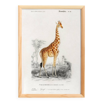 Poster about a giraffe, based on an old engraving from 1849.