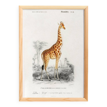 Affiche sur la girafe, d’après une gravure ancienne de 1849.