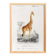 Poster about a giraffe, based on an old engraving from 1849.