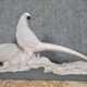 Pair of golden pheasants in crisp porcelain, Art Deco period