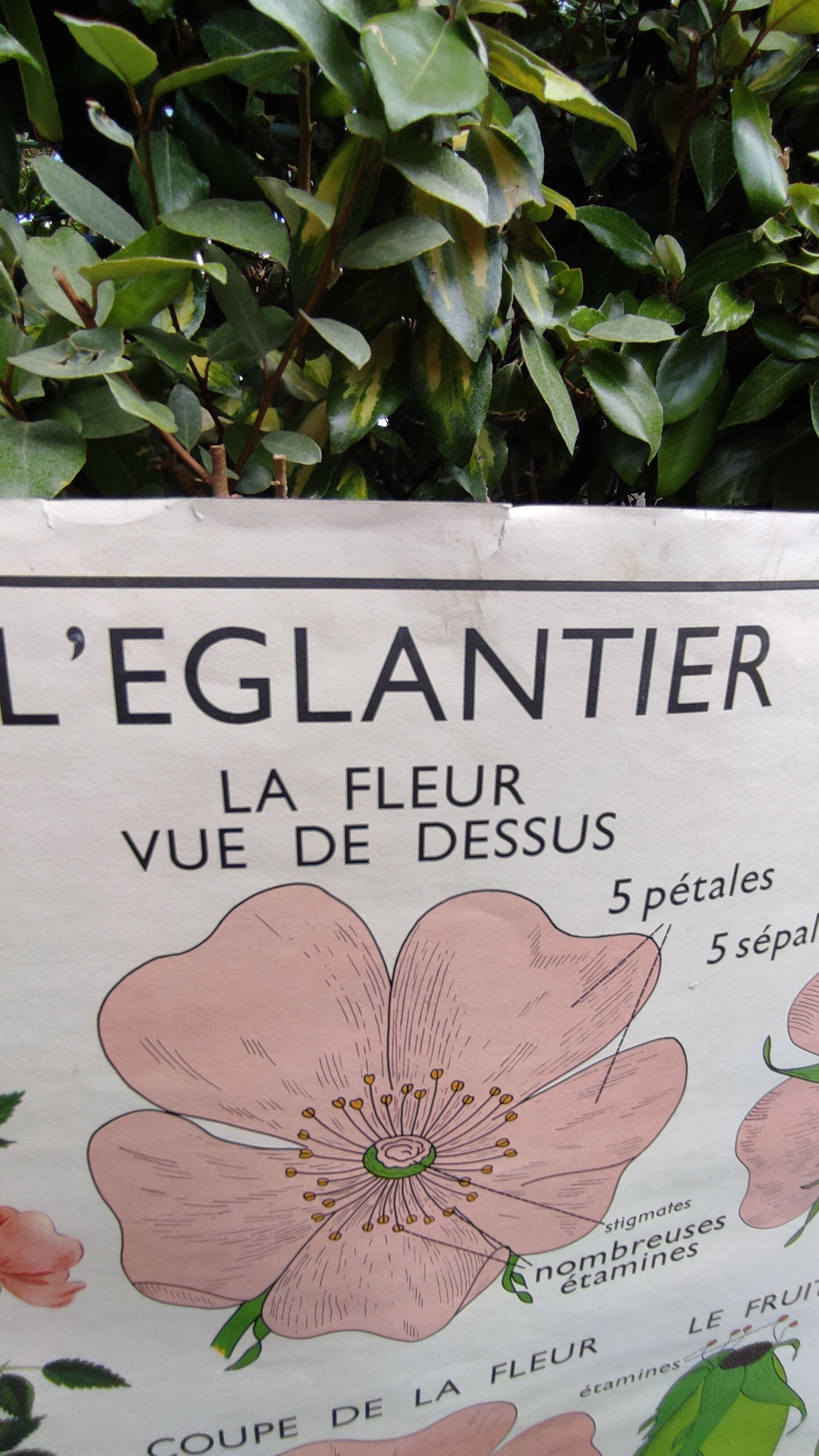 Botanical school poster Montmorillon 15 & 16