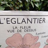 Botanical school poster Montmorillon 15 & 16