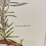 Botanical plate – Louis Pariente, 1986