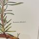 Botanical plate – Louis Pariente, 1986