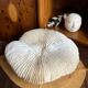 White fungia coral