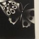 Mario avati (1921-2009), papillons, manière noire, 1970