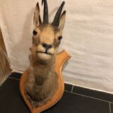 Chamois head