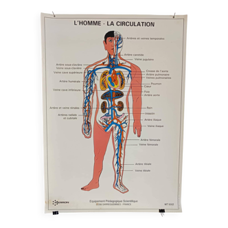 Affiche pédagogique scolaire L'homme la circulation 1995