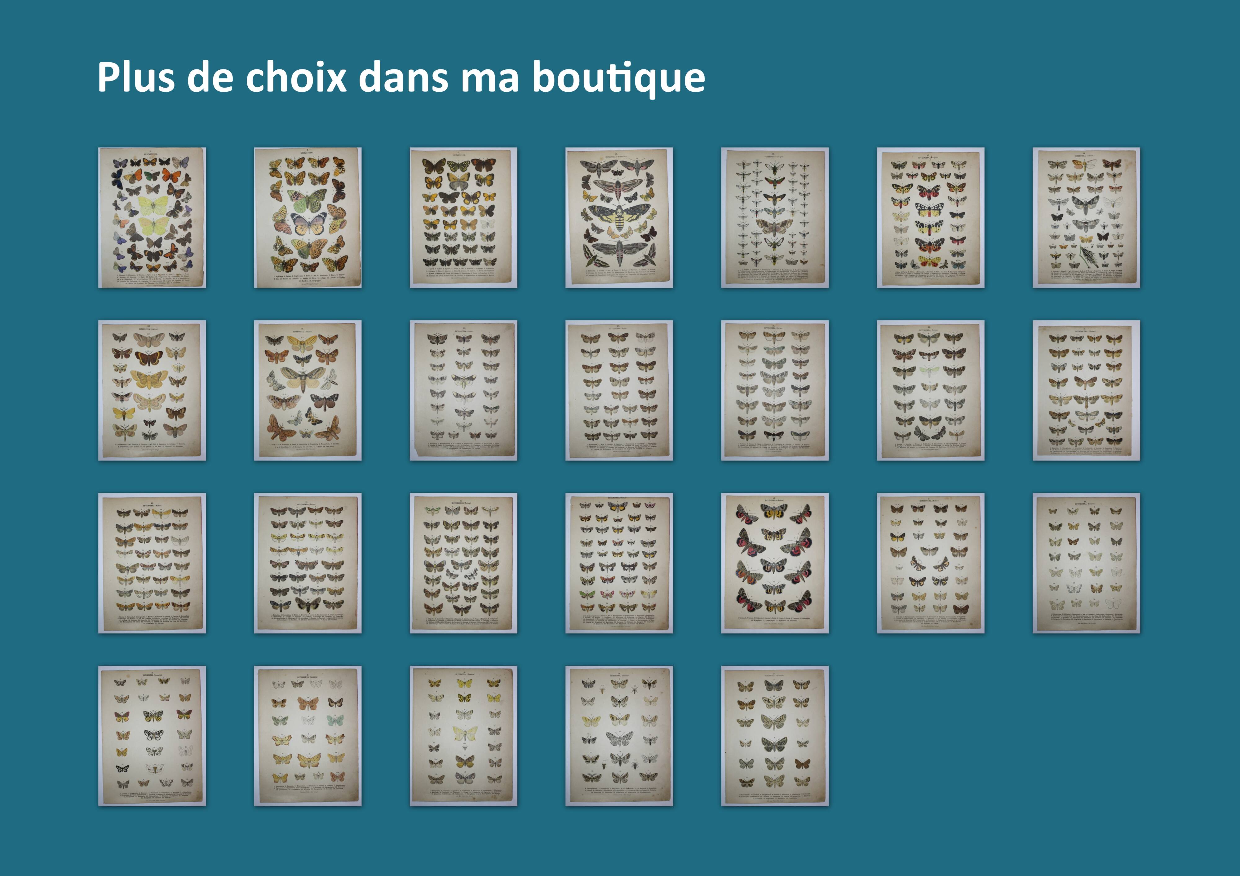 Antique print of Butterflies - Lithograph from 1887 - Galatha