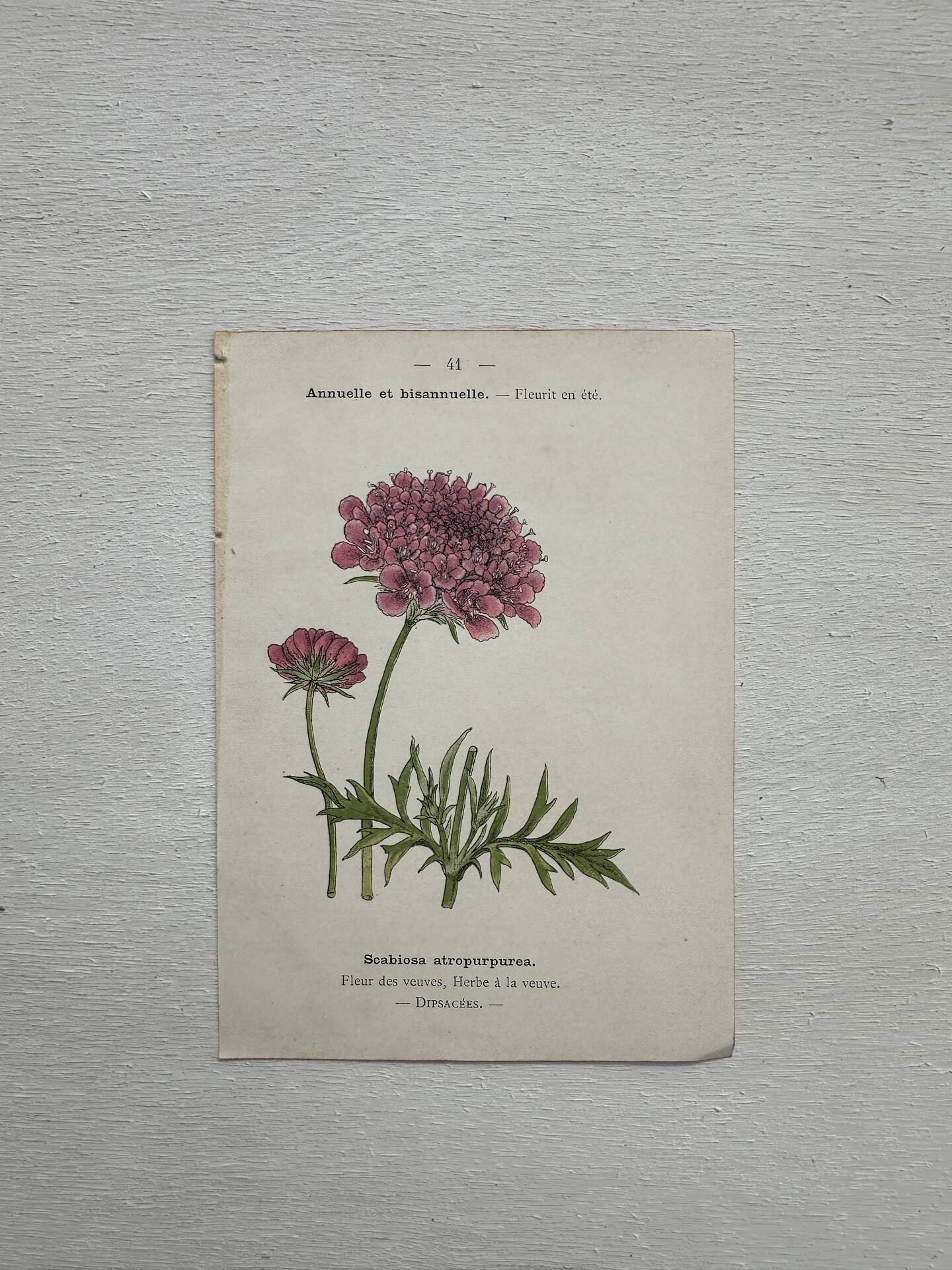 Botanical Plate 1800 Old naturalist engraving 19th century double-sided