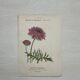 Botanical Plate 1800 Old naturalist engraving 19th century double-sided