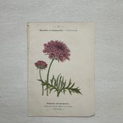 Planche Botanique 1800 Gravure naturaliste ancienne 19eme recto verso
