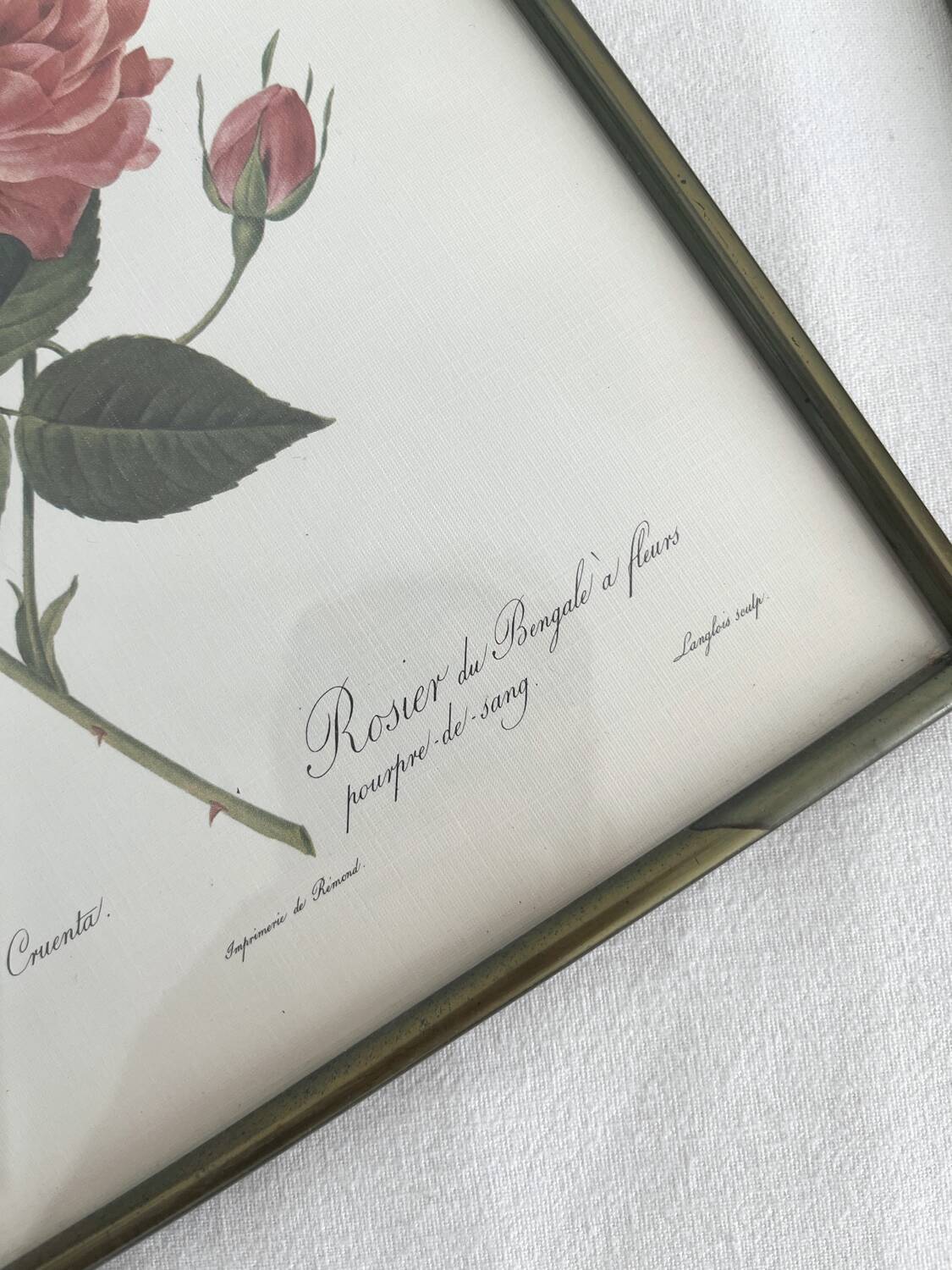 Rose Lithographs by Pierre Joseph Redouté vintage botanical posters