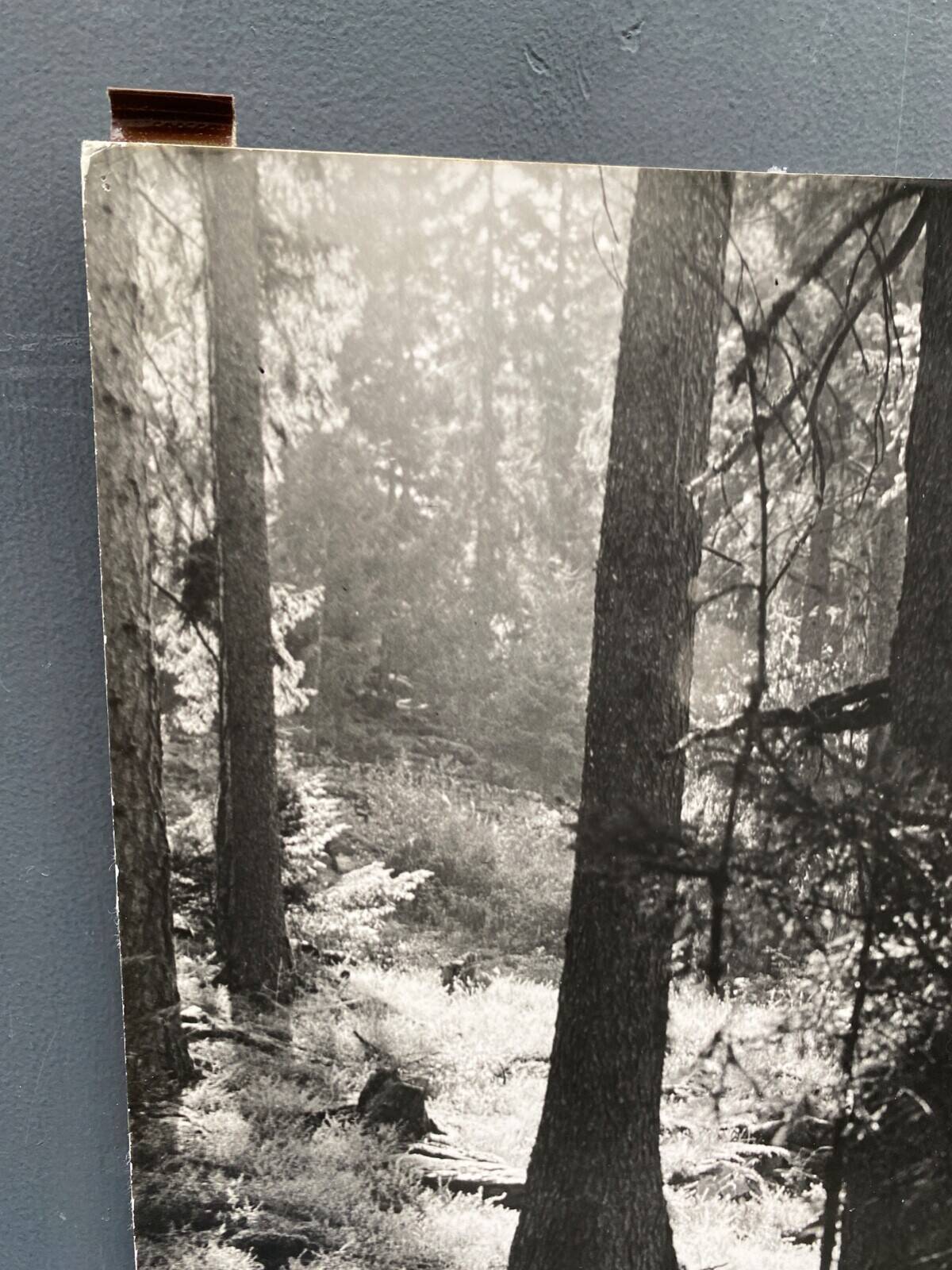 Film photograph by bernard darot, afiap club nantais, flow of light in the forest