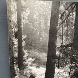 Film photograph by bernard darot, afiap club nantais, flow of light in the forest