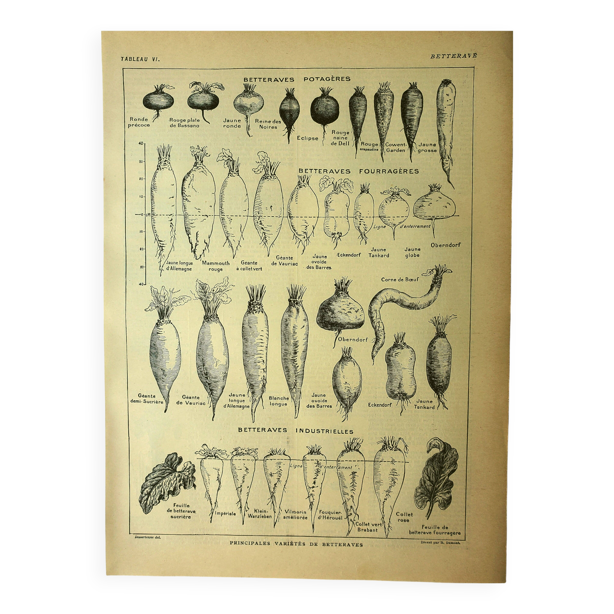 Botanical plate 1921 Dessertenne. Beetroot in the vegetable garden. Vintage engraving