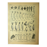 Planche botanique 1921 Dessertenne, Betterave au potager