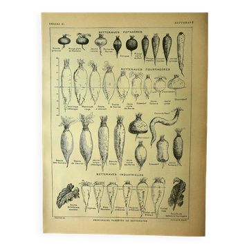 Botanical plate 1921 Dessertenne. Beetroot in the vegetable garden. Vintage engraving
