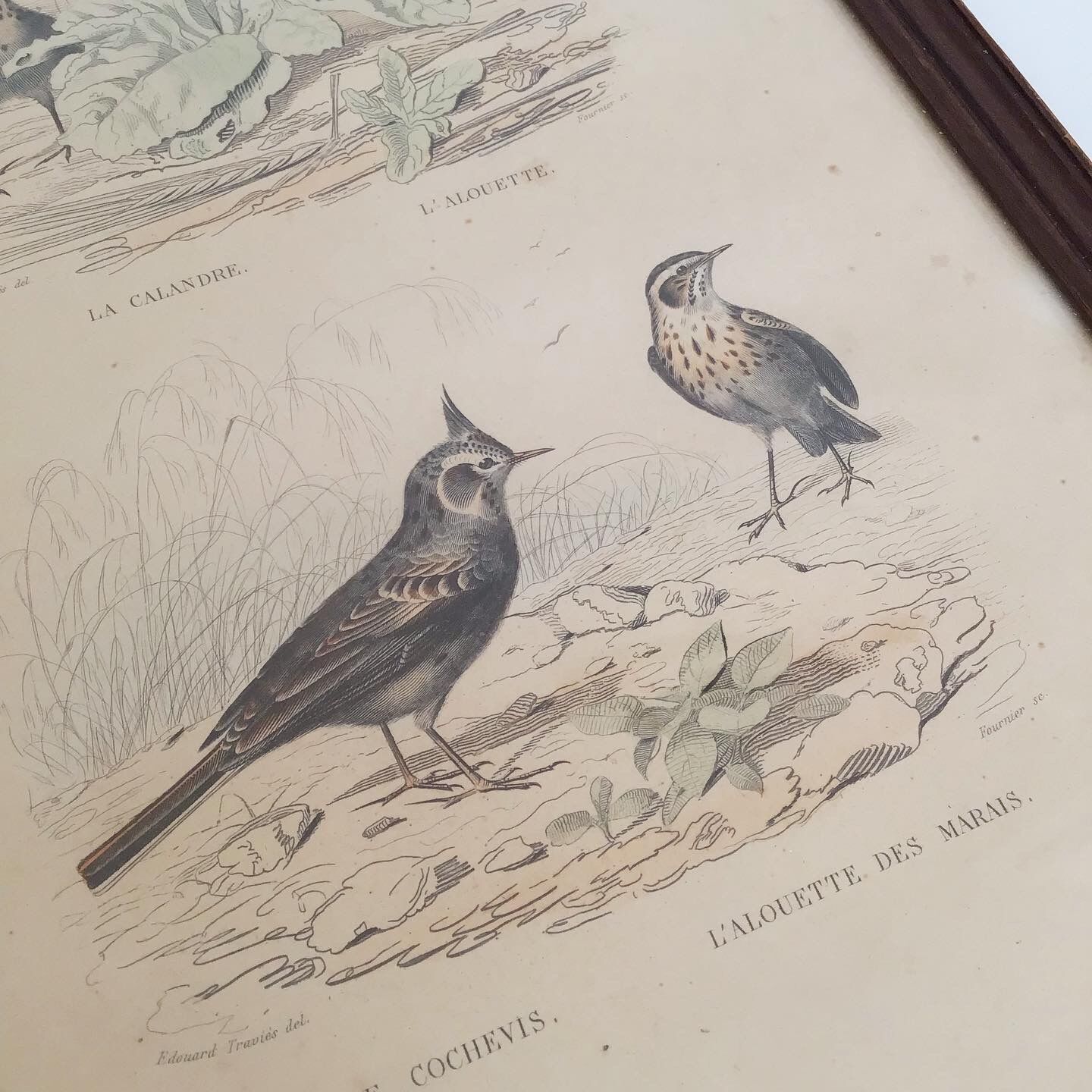 Vintage bird lithograph frame