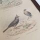Cadre lithographie oiseaux vintage