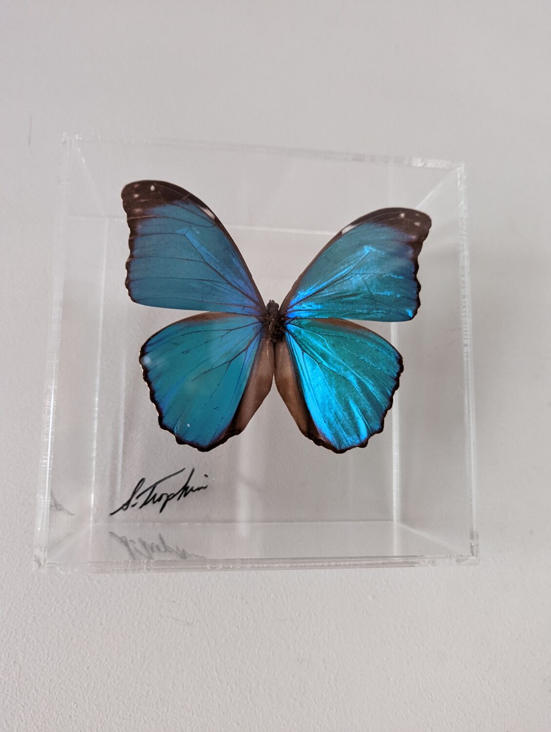 Morpho didius butterfly frame