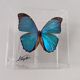 Morpho didius butterfly frame