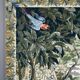Large decorative tapestry, exotic birds, 20th century