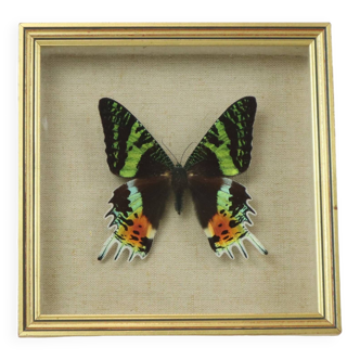 Framed Colorful Tropical Butterfly Gold Frame Madagascar Taxidermy 19x19cm