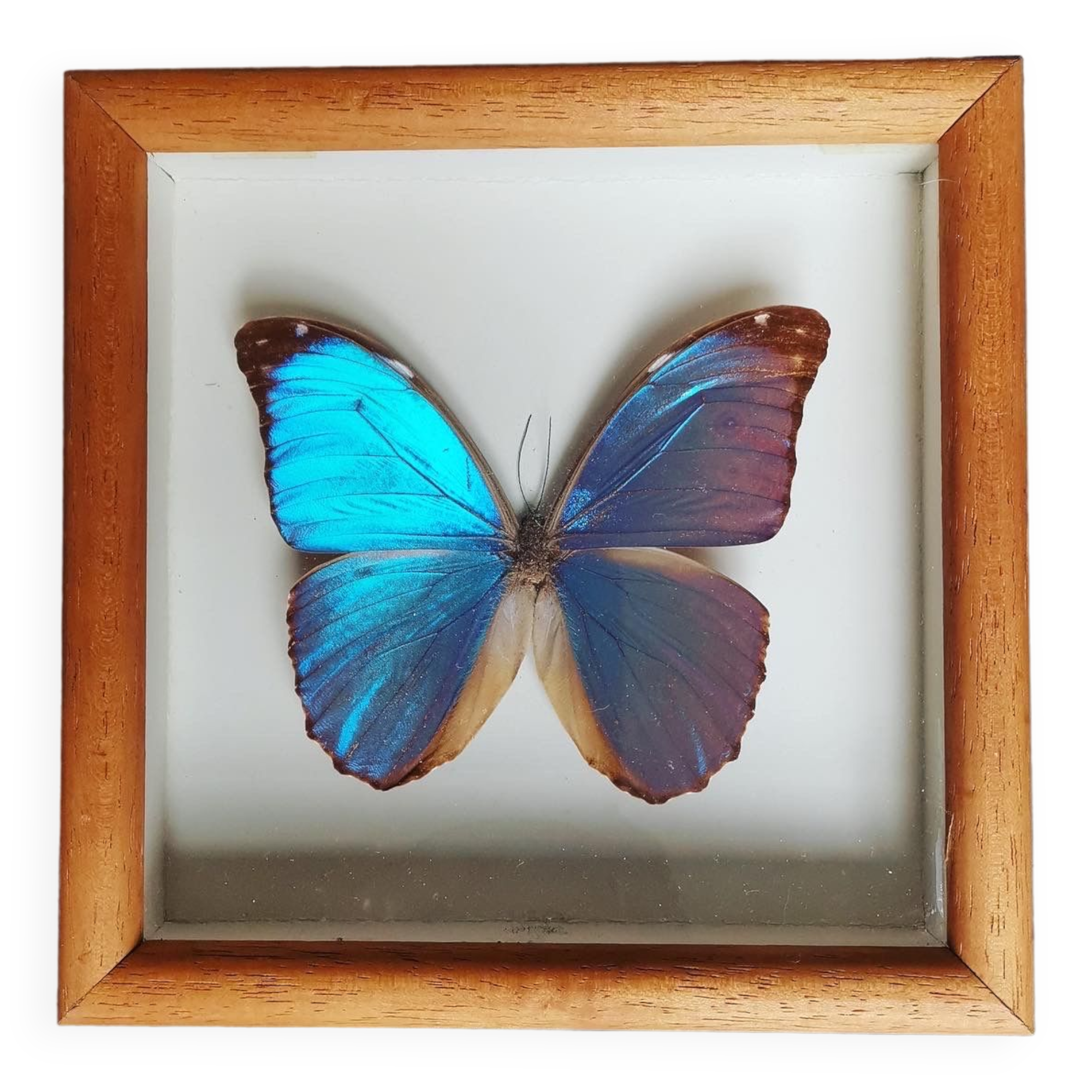 Real butterfly frame