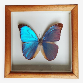 Real butterfly frame