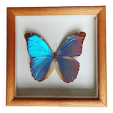 Real butterfly frame