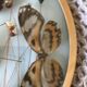 Vintage butterfly frame