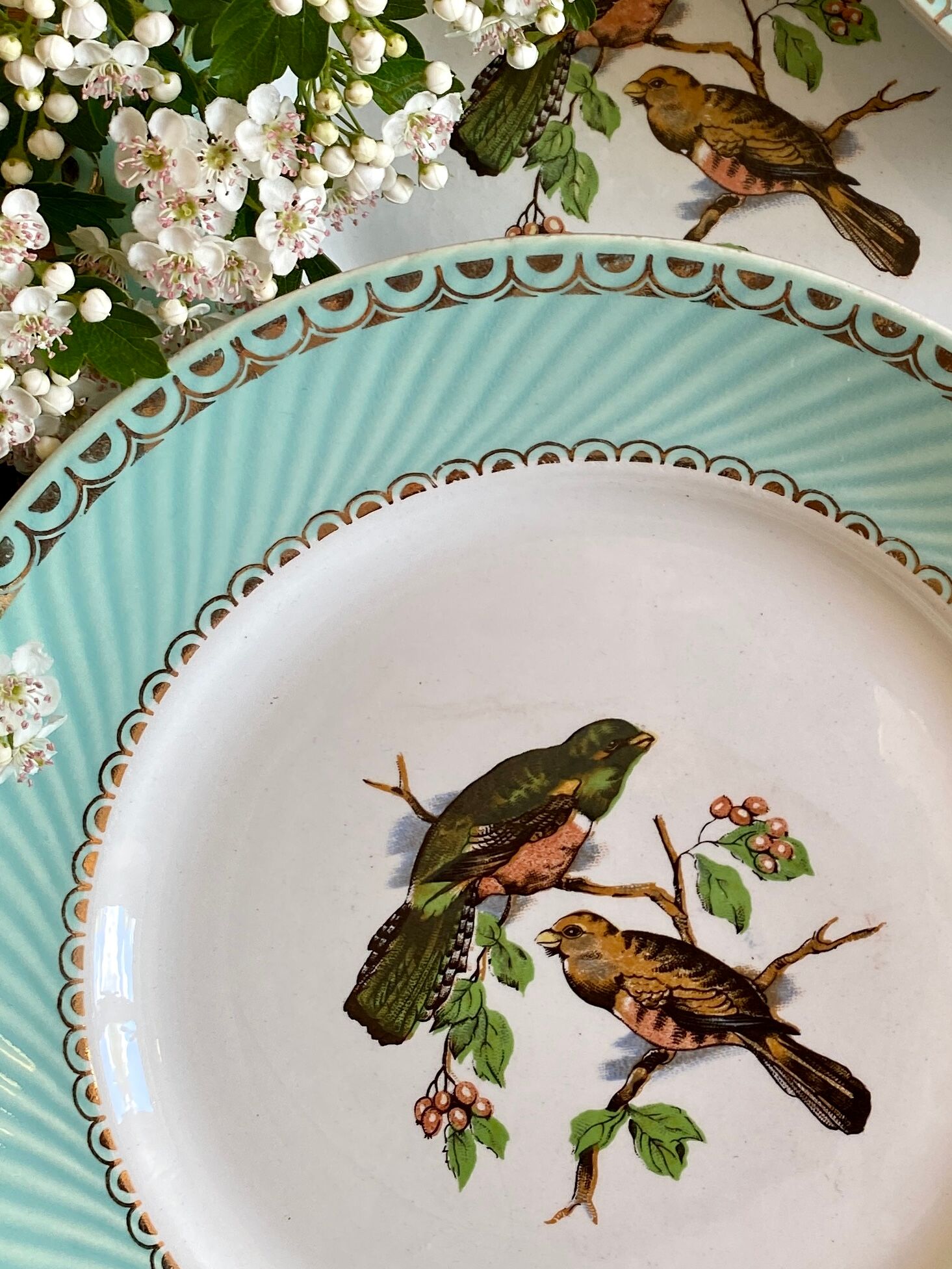 Set of 10 vintage flat plates with bird drawings