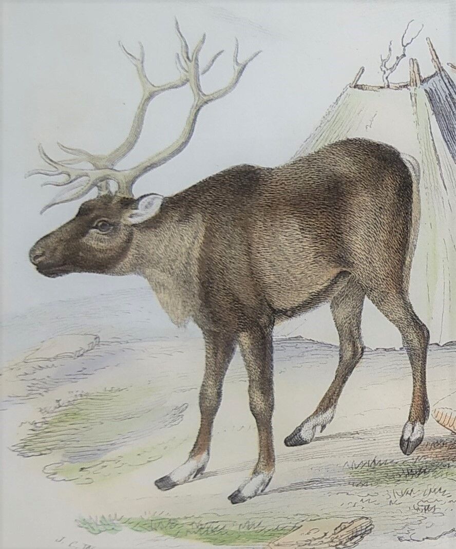 Zoological plank, original "renne - Elan " Buffon 1840