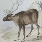 Zoological plank, original "renne - Elan " Buffon 1840