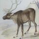 Zoological plank, original "renne - Elan " Buffon 1840