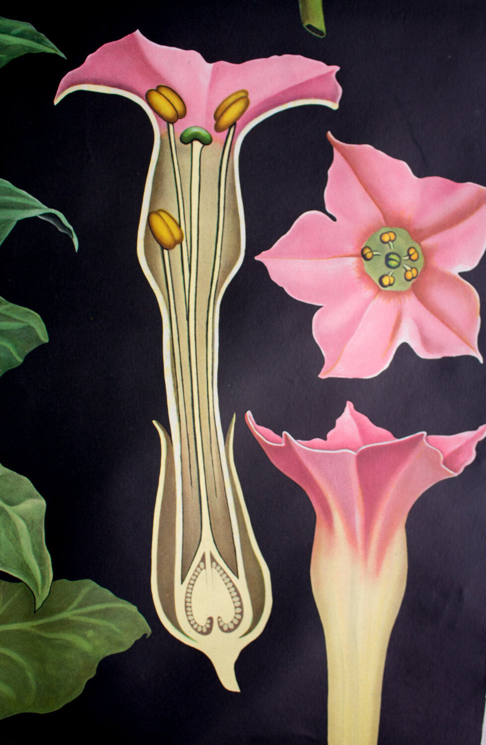 Educational poster 1972 tobacco plant