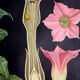 Educational poster 1972 tobacco plant