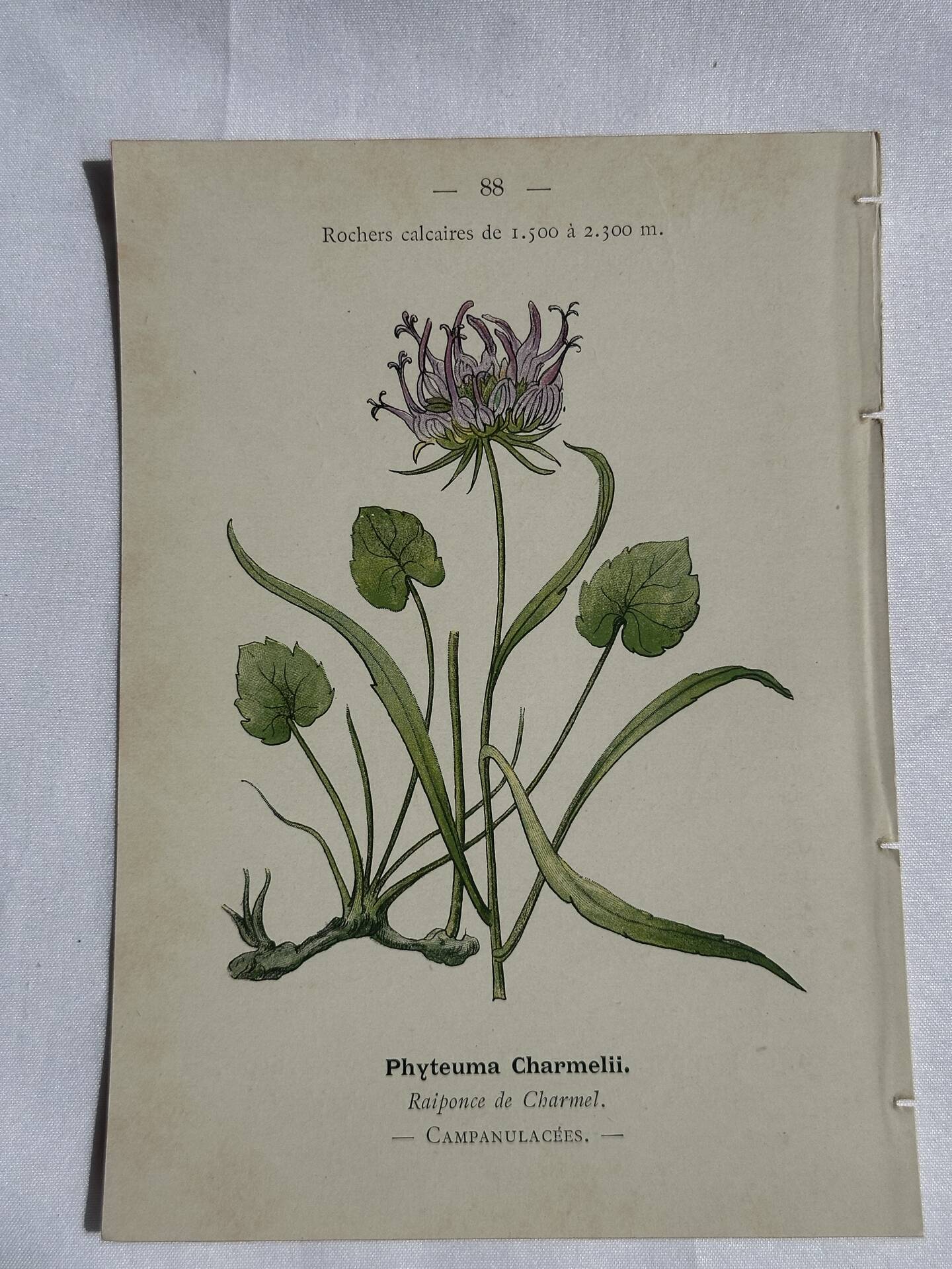 Gravure Botanique Ancienne XIXe – Lithographies Naturalistes  Fleurs &
