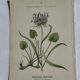 Gravure Botanique Ancienne XIXe – Lithographies Naturalistes  Fleurs &