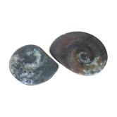 Paire de vides poches ammonites fossilisées