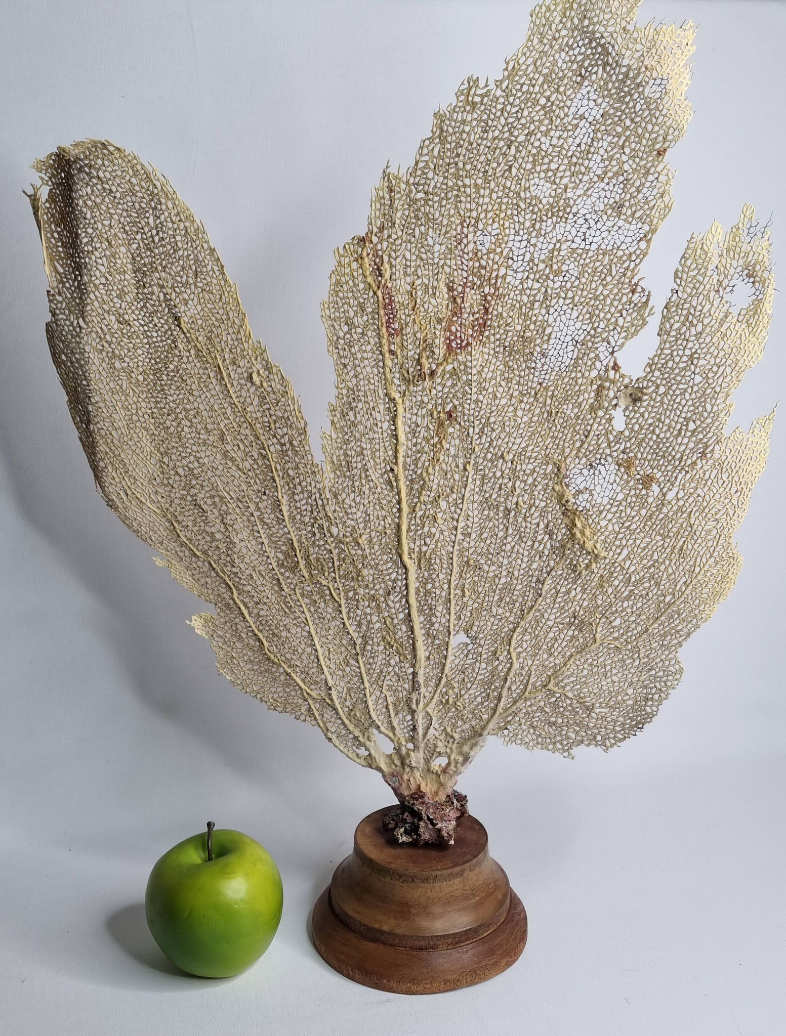 Ancient fan coral on a wooden base, large decorative specimen, 59 cm.