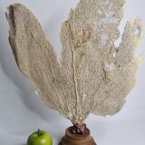 Antique fan coral on wooden base, Large decorative specimen, 59 cm
