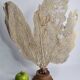 Ancient fan coral on a wooden base, large decorative specimen, 59 cm.