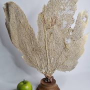 Ancient fan coral on a wooden base, large decorative specimen, 59 cm.