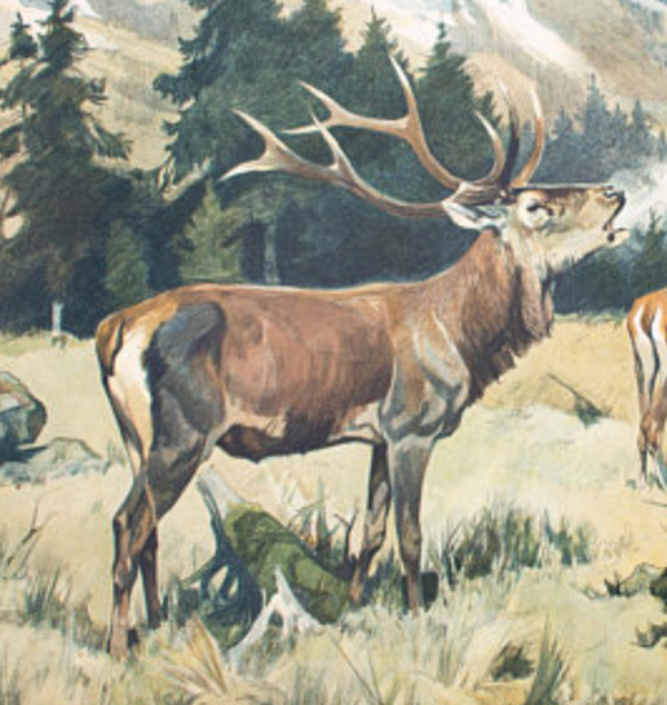 Affiche ''Cerf'' grille éducatif Franz Roubal 1925