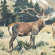 Poster "Deer" educational rack Franz Roubal 1925