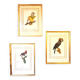 Trois Impressions D’oiseaux Tropicaux Par Barraband