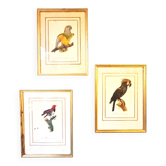 Three Impressions of Tropical Birds by Barraband