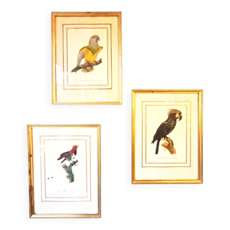 Three Tropical Bird Prints by Barraband